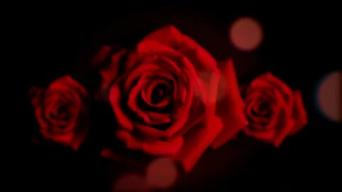 Romantic Red roses motion background Stock Footage 251989364