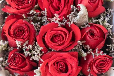 Romantic red roses in a square white gift box. on white background Stock Photos