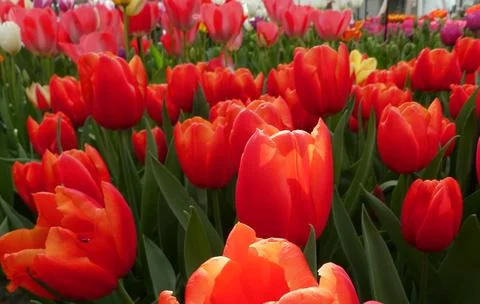 Romantic red tulip Stock Photos