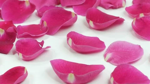 Romantic rose petals Stock Footage 102175698