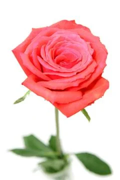 Romantic Rose Stock Photos