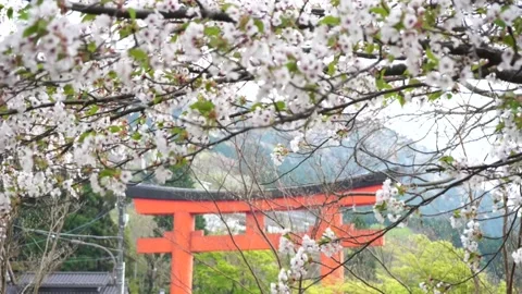Romantic scenery spring background Sakura or cherry blossom in motion with Red T Stock Footage 132378514