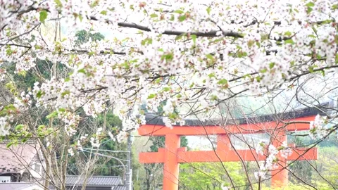 Romantic scenery spring background Sakura or cherry blossom in motion, Red Torii Stock Footage 132378571