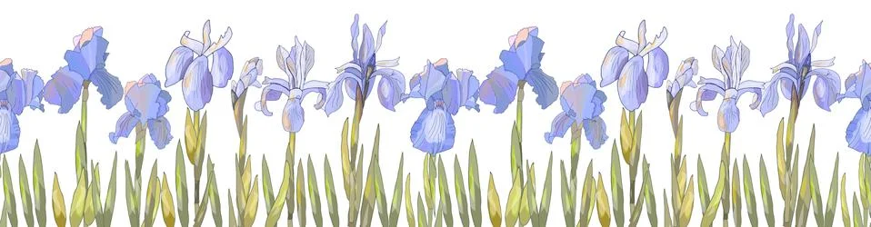 Romantic seamless border with irises. Vector hand drawn illustration Stock Illustration