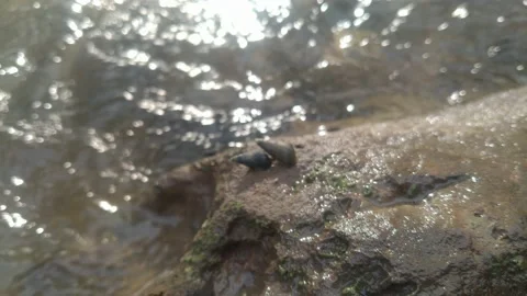 Romantic snail Video stock 221919826