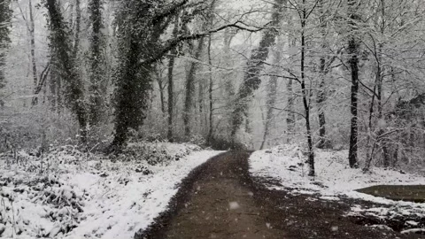 Romantic snowfall landscape in the forest Stock Footage 133737149