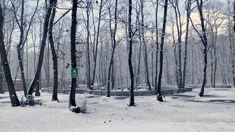 Romantic snowfall in the park in the forest, with slow motion shooting techni Stock Footage 133738098