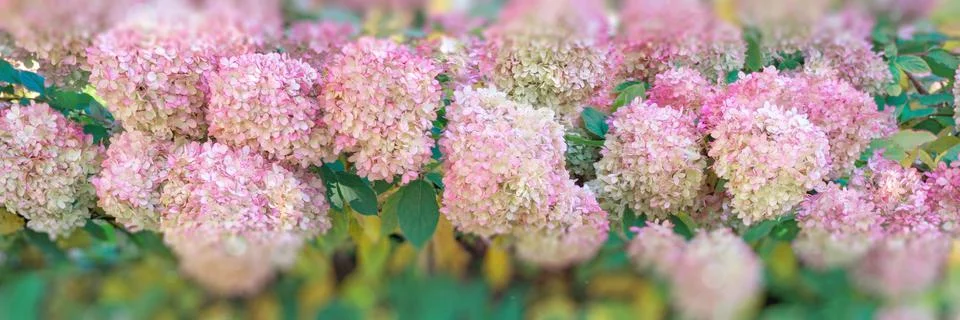Romantic, soft and beautiful pattern pink hydrangea flowers background Stock Photos