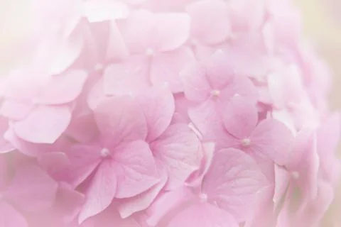 Romantic, soft and beautiful pattern pink hydrangea flowers background. Stock Photos