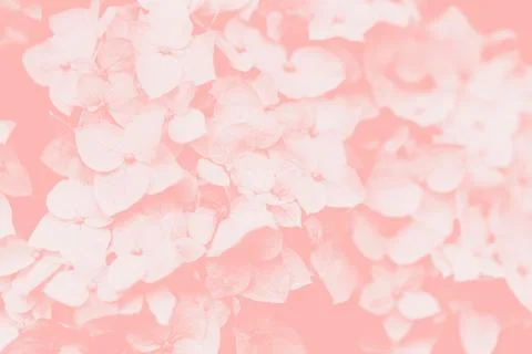 Romantic, soft and beautiful pattern pink hydrangea flowers background. Stock Photos