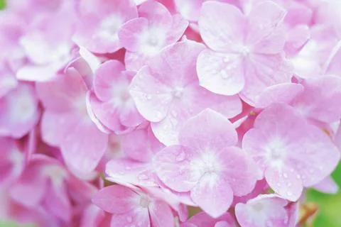 Romantic, soft and beautiful pattern pink hydrangea flowers background Stock Photos