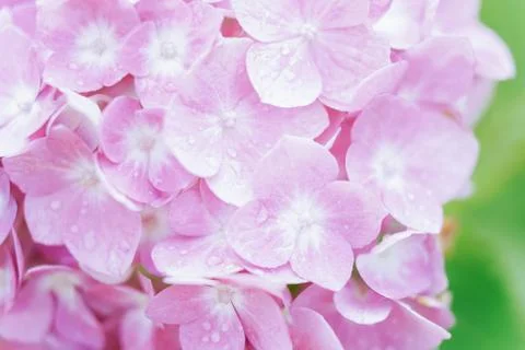 Romantic, soft and beautiful pattern pink hydrangea flowers background Foto stock