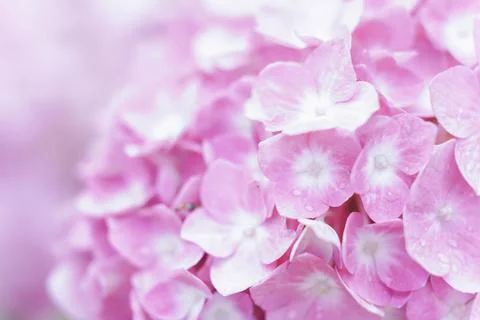 Romantic, soft and beautiful pattern pink hydrangea flowers background Foto stock