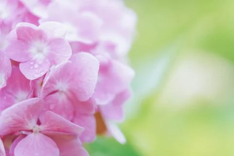 Romantic, soft and beautiful pattern pink hydrangea flowers background Foto stock