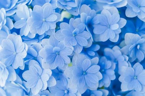 Romantic, soft and beautiful pattern blue hydrangea flowers background Stock Photos