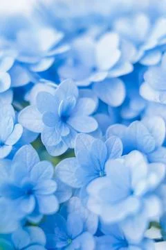 Romantic, soft and beautiful pattern blue hydrangea flowers background Foto stock