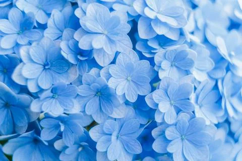 Romantic, soft and beautiful pattern blue hydrangea flowers background Foto stock