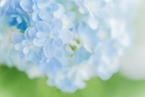 Romantic, soft and beautiful pattern blue hydrangea flowers background Stock Photos