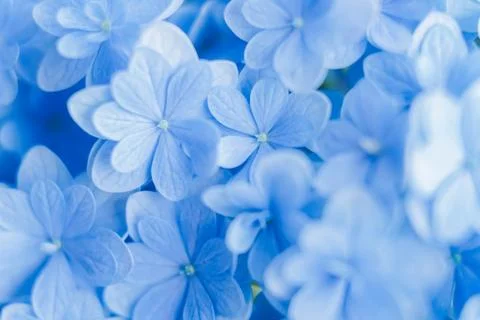 Romantic, soft and beautiful pattern blue hydrangea flowers background Foto stock