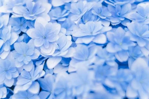 Romantic, soft and beautiful pattern blue hydrangea flowers background Foto stock