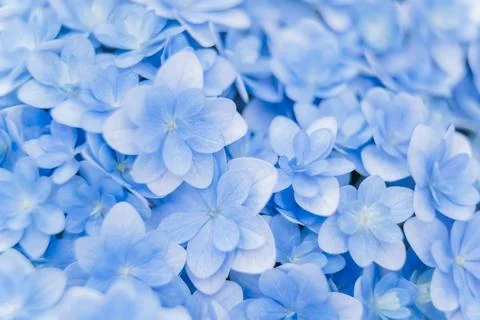 Romantic, soft and beautiful pattern blue hydrangea flowers background Foto stock