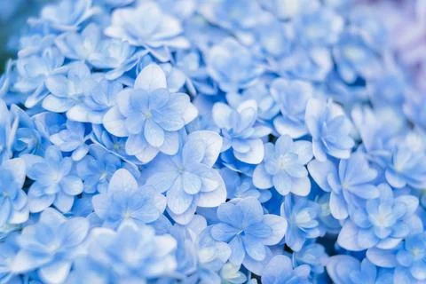 Romantic, soft and beautiful pattern blue hydrangea flowers background Foto stock
