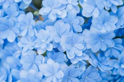 Romantic, soft and beautiful pattern blue hydrangea flowers background Foto stock