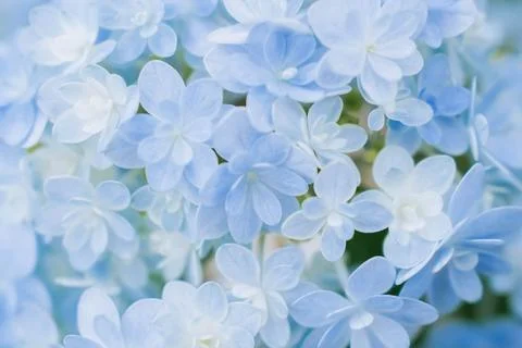 Romantic, soft and beautiful pattern blue hydrangea flowers background Foto stock
