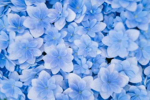 Romantic, soft and beautiful pattern blue hydrangea flowers background Foto stock
