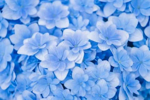 Romantic, soft and beautiful pattern blue hydrangea flowers background Foto stock