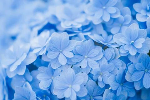 Romantic, soft and beautiful pattern blue hydrangea flowers background Stock Photos