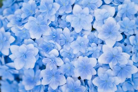 Romantic, soft and beautiful pattern blue hydrangea flowers background Foto stock