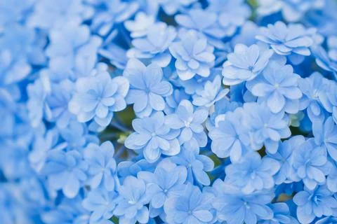Romantic, soft and beautiful pattern blue hydrangea flowers background Foto stock