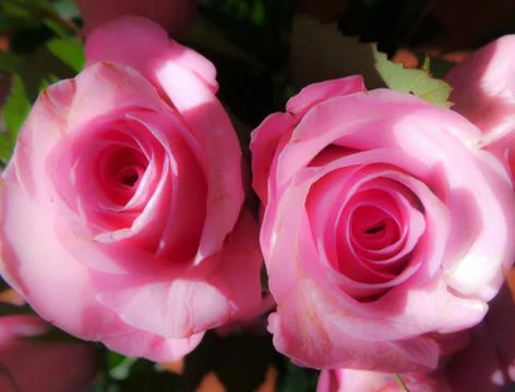 Romantic soft focus picture of two pink roses Stock Photos