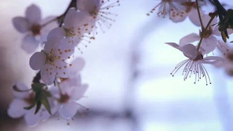 Romantic spring background. Close Up of blooming tree on bright background. Stock Footage 152301567