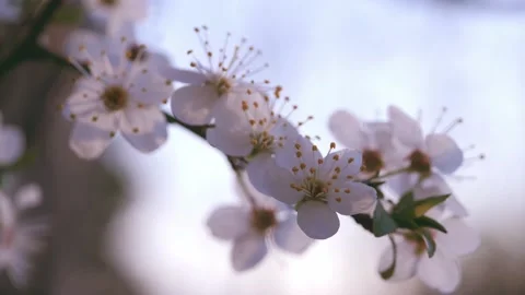  Romantic spring background. Close Up of blooming tree on bright background.  Stock Footage 152301578