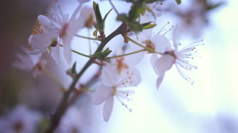 Romantic spring background. Close Up of blooming tree on bright background.  Stock Footage 152301657