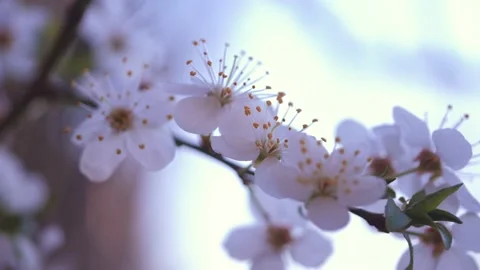 Romantic spring background. Close Up of blooming tree on bright background. Stock Footage 152301797