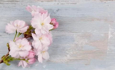 Romantic spring background. Stock Photos