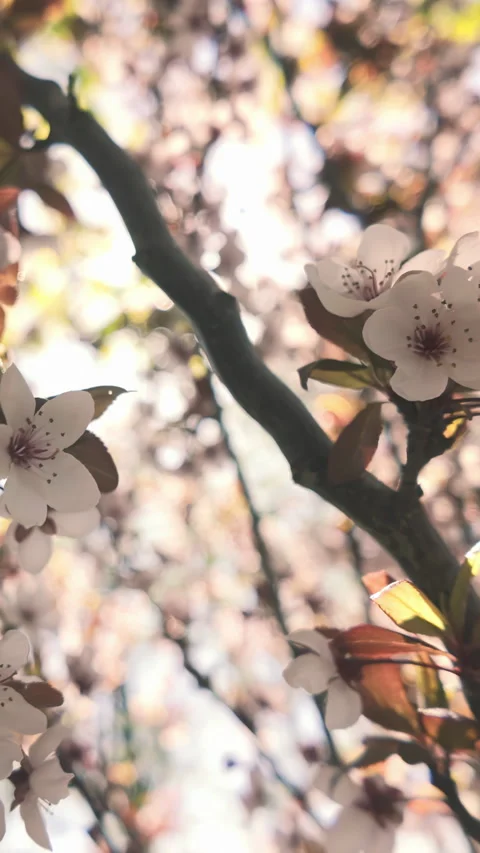 Romantic Spring Bloom with Sun Rays and White Petals of Prunus Cerasifera Stock Footage 338133905