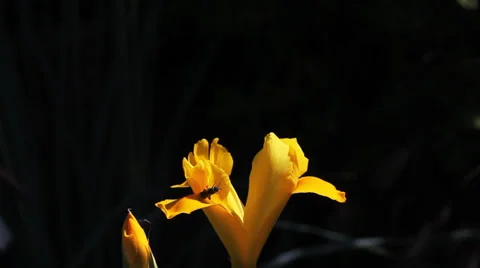 Romantic Spring Flower 2 Видео 39560867