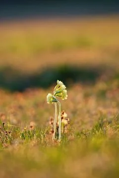 Romantic spring primrose flowers in the evening meadow. Stock Photos
