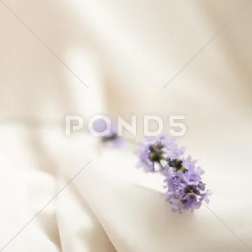 Romantic Stillife with Lavender Stock Photos