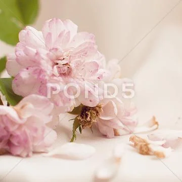 Romantic Stillife with Roses Stock Photos