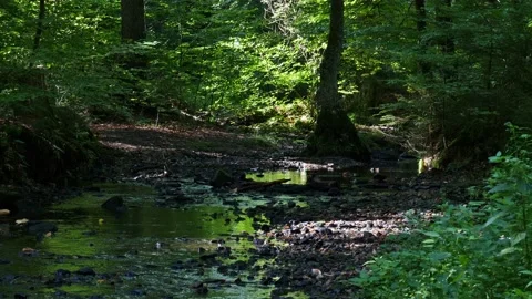 A romantic stream in the deep forest with sunshine in the center of the picture. Stock Footage 138161455