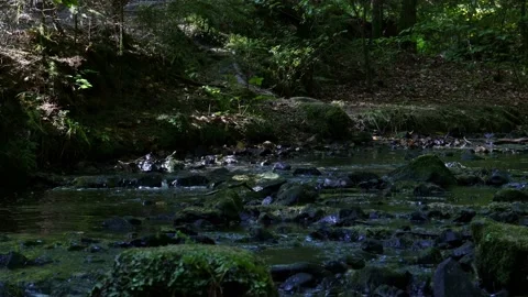 A romantic stream flows through a dark forest with a few sunspots. Stock Footage 138161066
