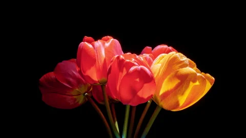 Romantic studio timelapse of vibrant red tulip bouquet blooming and rotating on Stock Footage 335713532