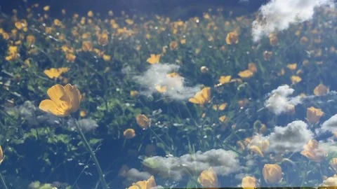 Romantic Summer Flower Background Stock Footage 104879071