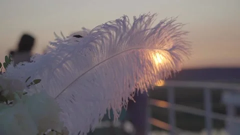 Romantic sunset on the background of the feather Stock Footage 146515174