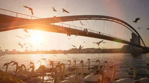 Romantic sunset beautiful. bridge landscape. lake pond. slow motion Stock Footage 33791710